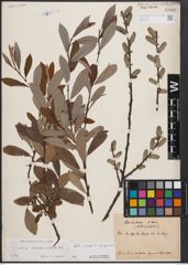Foto von Salix cinerea L. x Salix purpurea L.